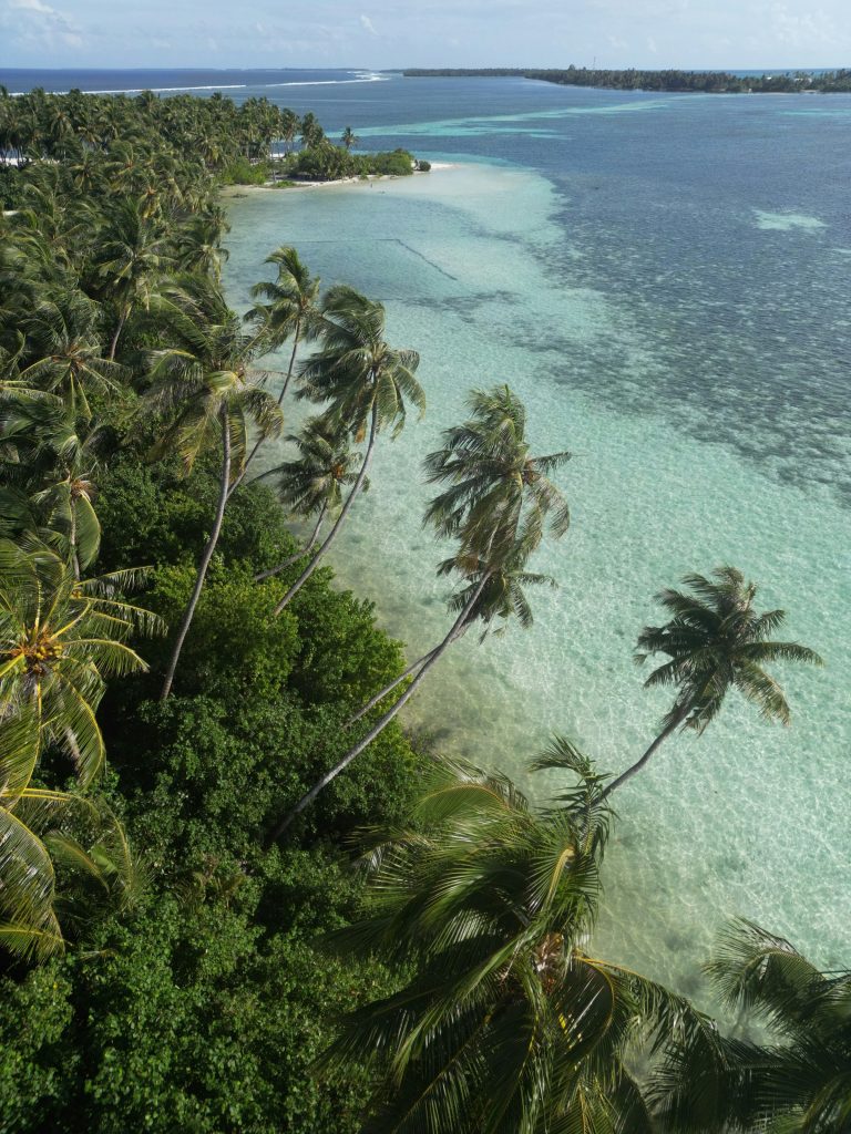 Palm trees leaning over clear turquoise water on the coast of Kalaidhoo, Maldives